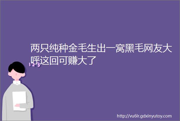 两只纯种金毛生出一窝黑毛网友大呼这回可赚大了